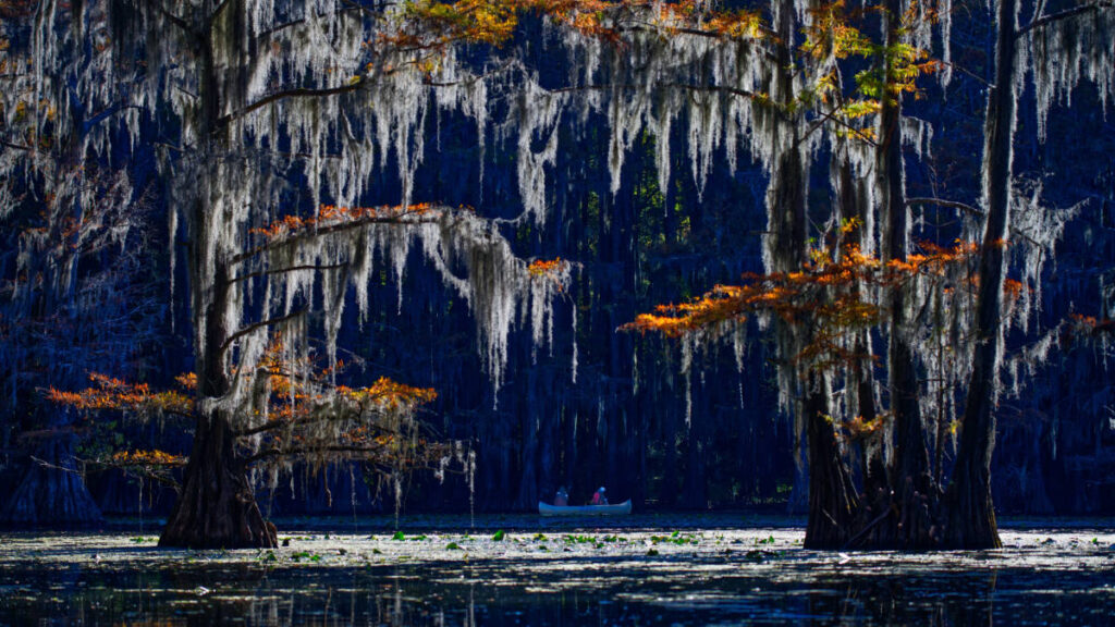 View of people on a boat in Atchafalaya Basin