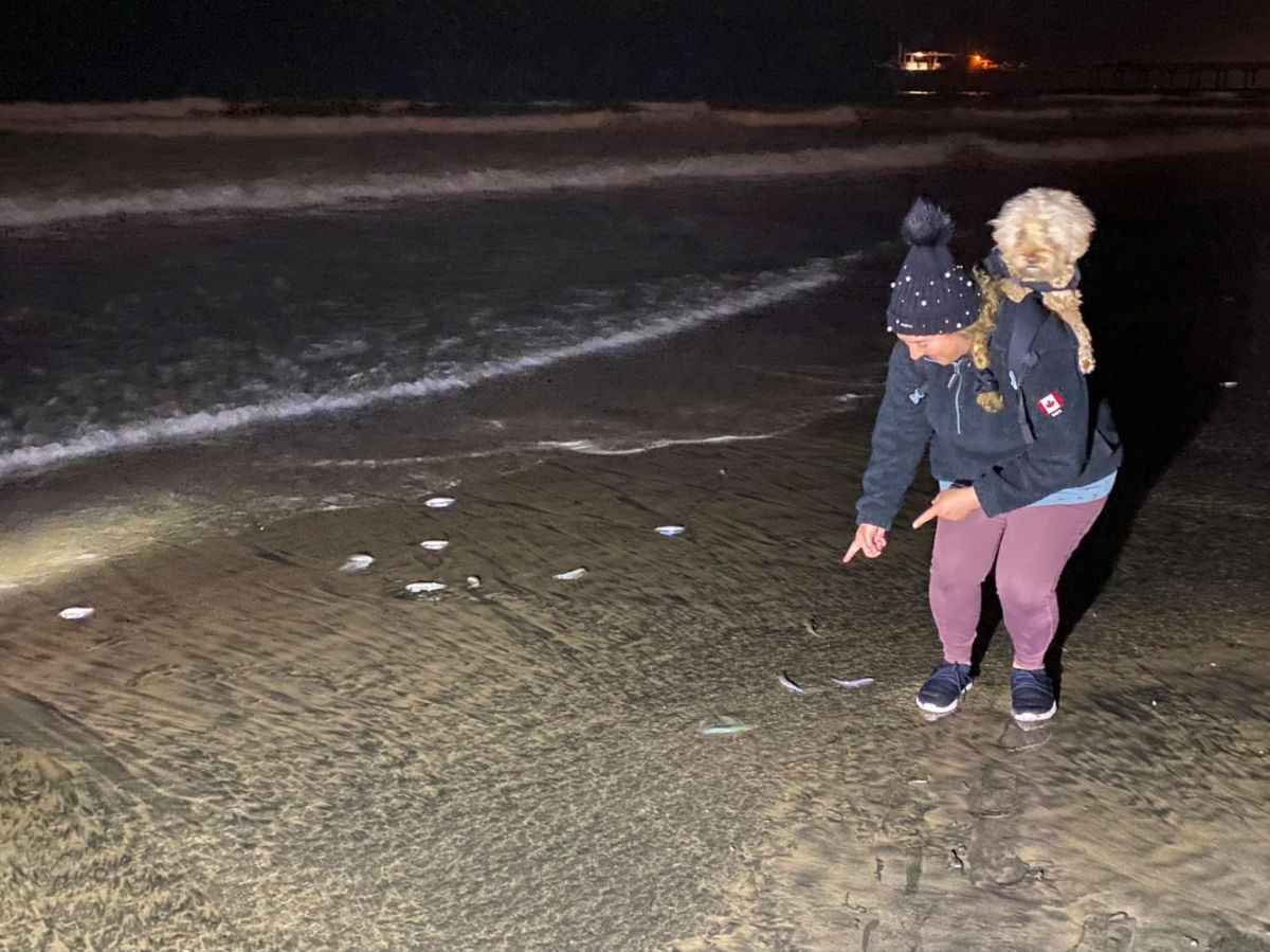 Author Jess checking out the Grunions at night