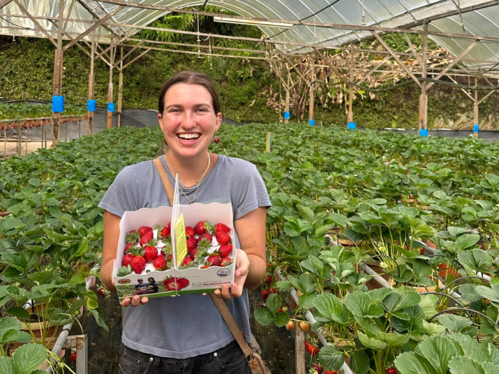 Author Laura holding a box of strawberries at a strawberry farm in Tanah Rata