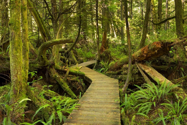 A forest of lush green moss and trees on Vancouver Island