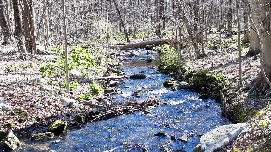 A small flowing river in the middle of the forest of Ayers Brook