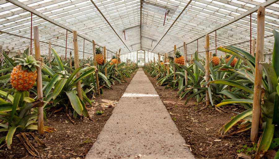View inside a greenhouse in Azorean Pineapple Plantation