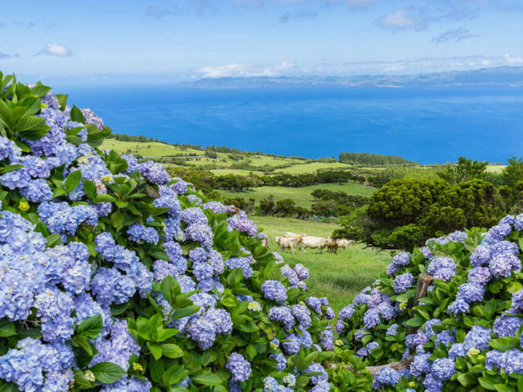 Colorful flowers and blue water in Azores during spring season