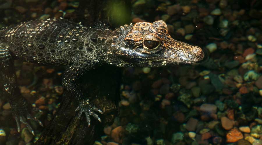 Close up view of a baby alligator on a pond