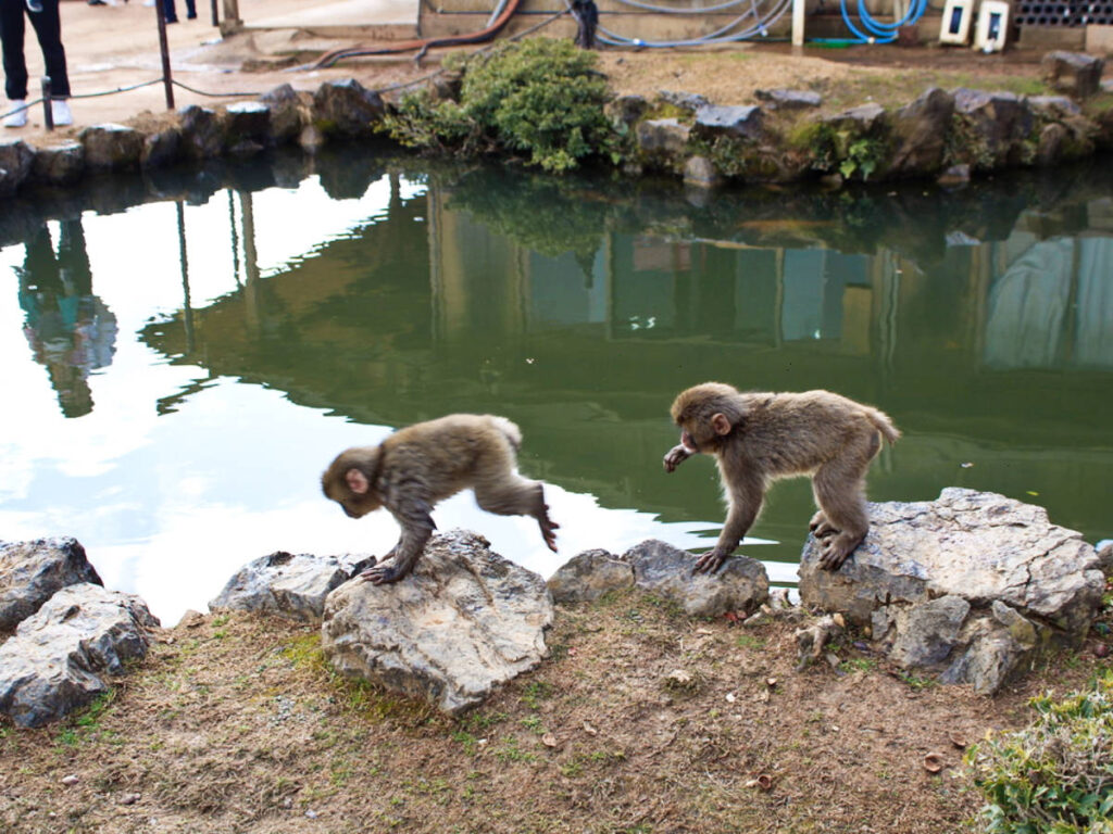 The baby monkeys playing on the edge of the pond