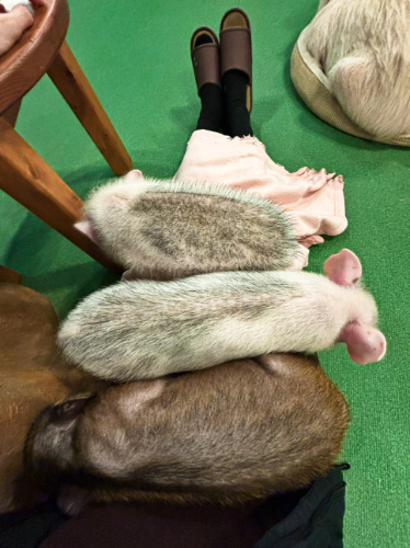Three baby pigs sleeping on the lap at Baby Pig Feeding in Micro Pig Cafe