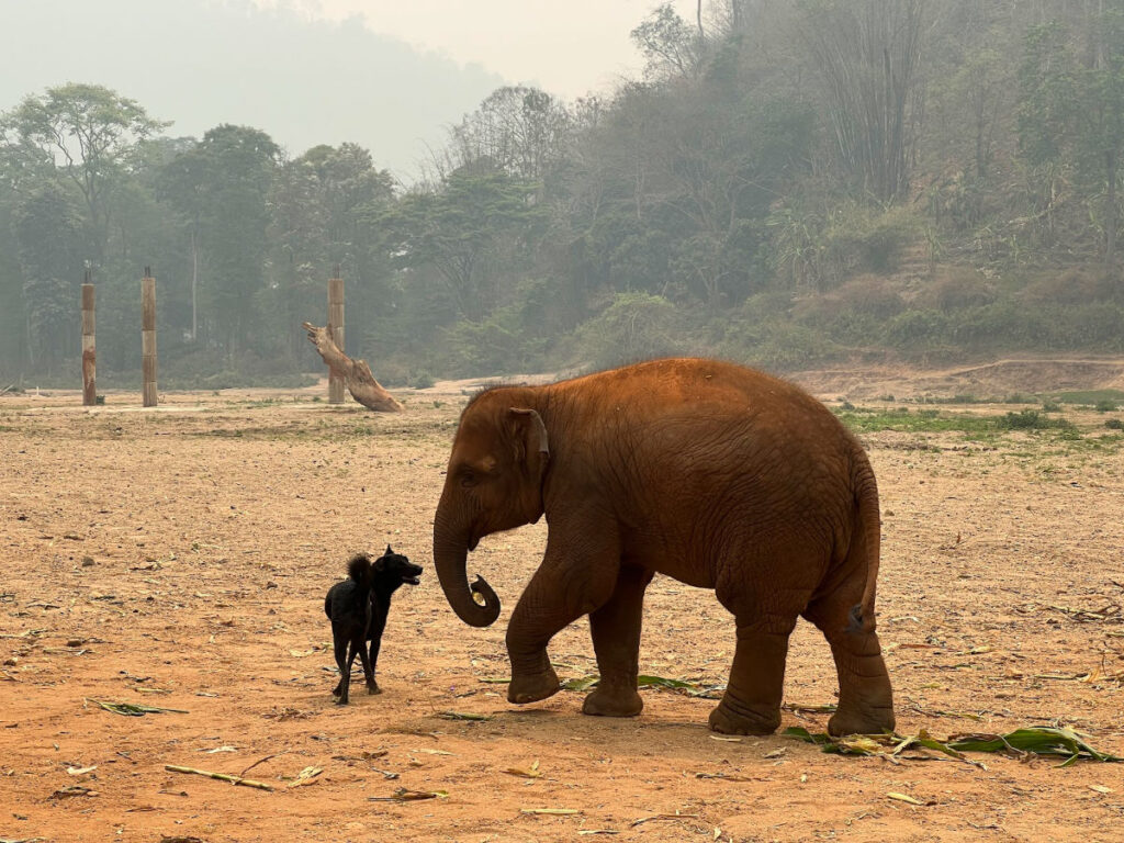 Baby elephant plays with a rescue dog at Elephant Nature Park
