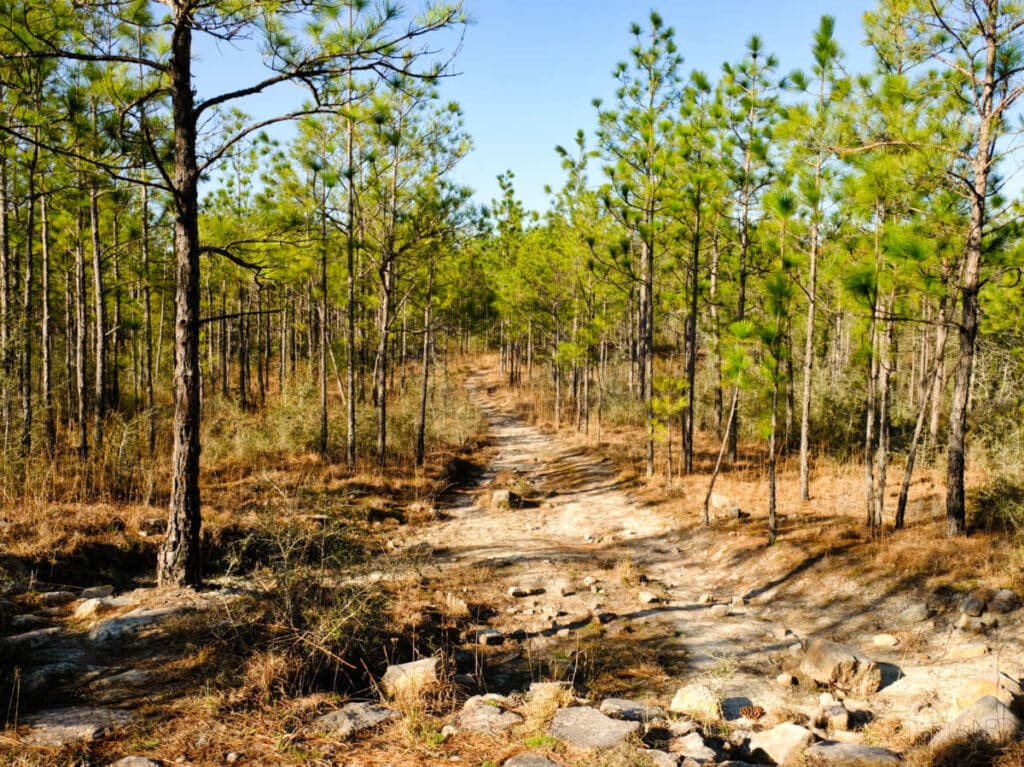 View of the Backbone Trail surrounded by greenery in Kisatchie National Forest on a sunny day