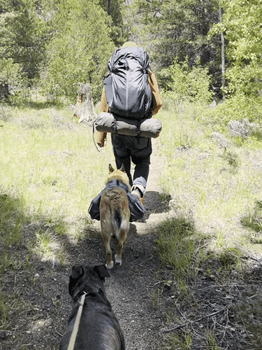 The author's husband with their dog walking during their backpacking trip in June