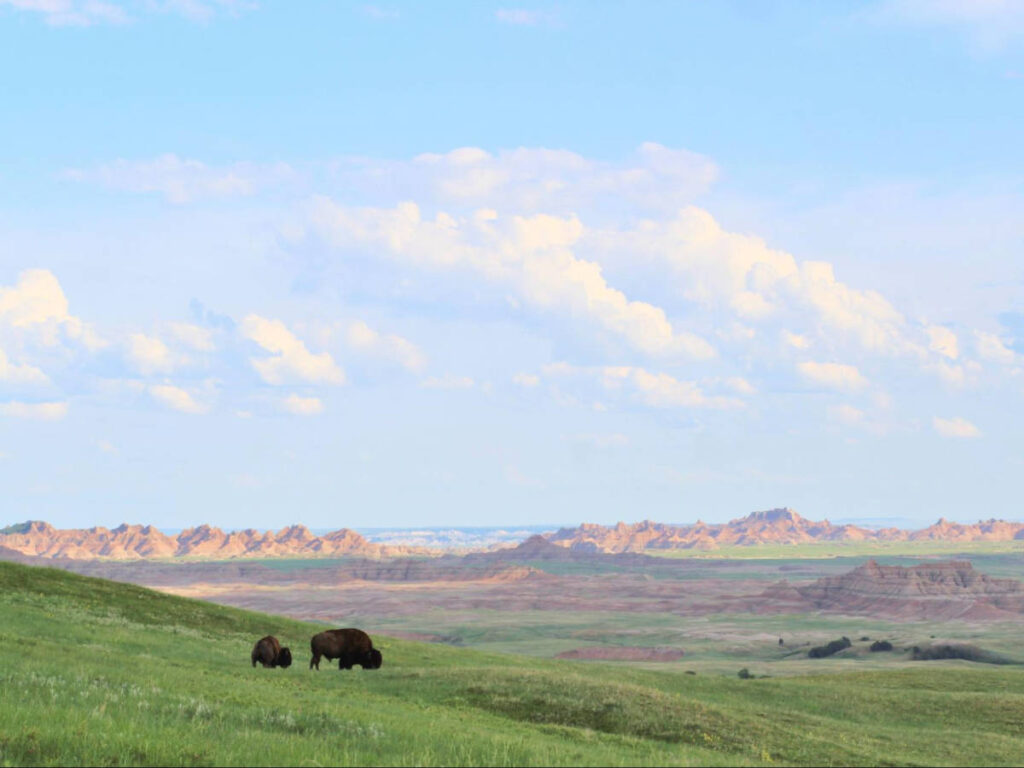 View of the wildlife at the landscape in Badlands National Park