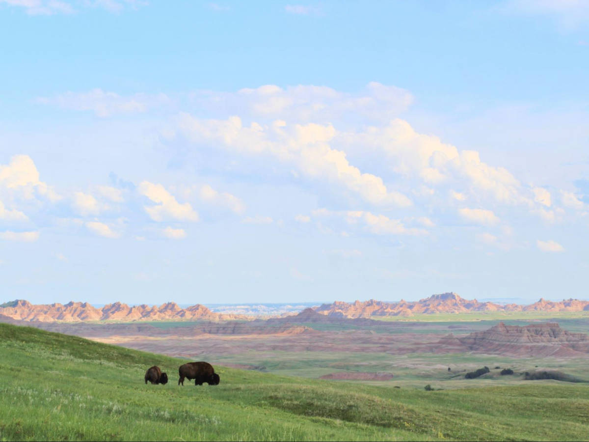 View of the wildlife at the landscape in Badlands National Park
