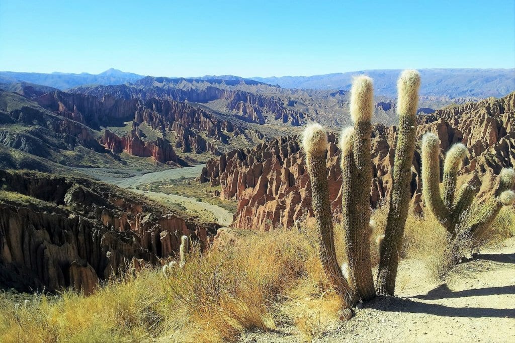The cacti on the hill at the