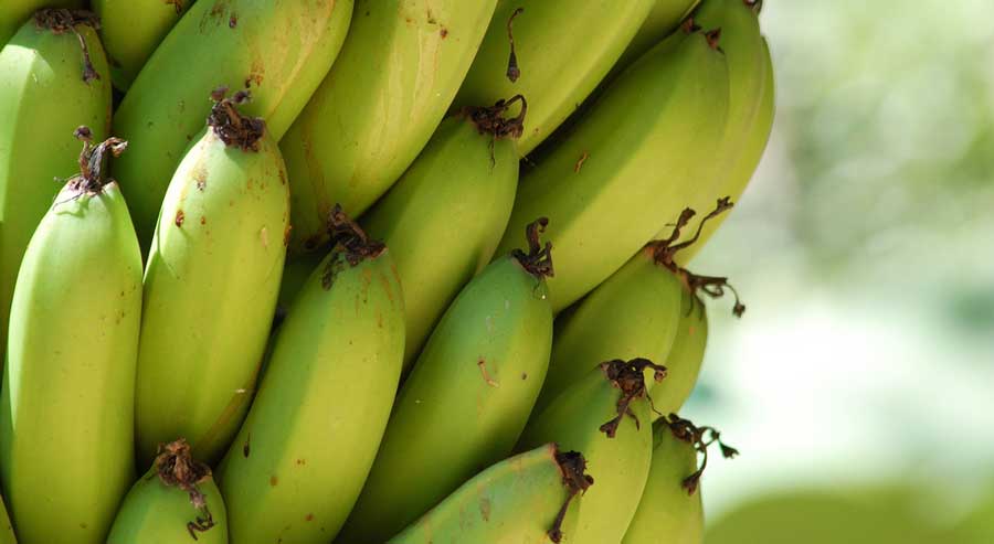 View of bananas on the tree
