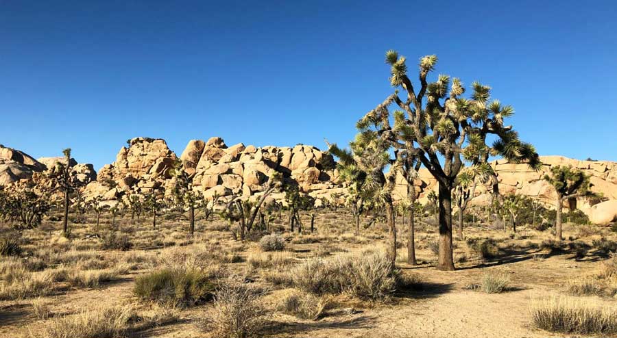 View of Joshua Trees in Barker Dam Nature Trail and the clear blue sky above it