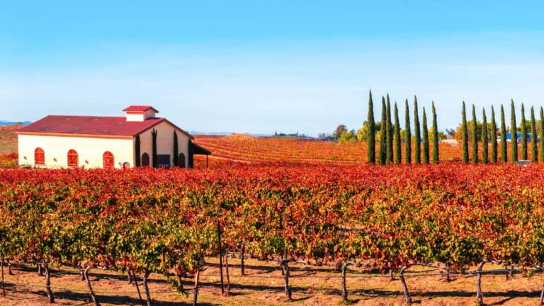 Panoramic view of a white barn in the middle of the vineyard in Temecula Valley during autumn