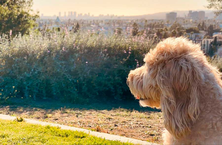 The author's dog in Barnsdall Art Park