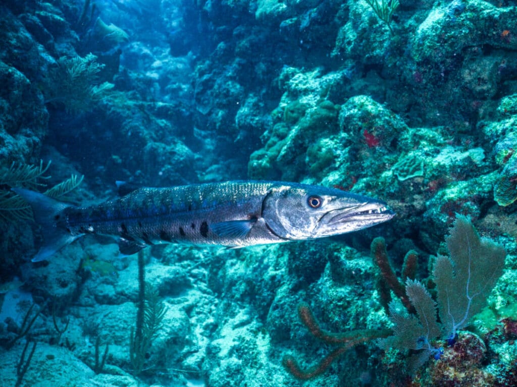 A barracuda swimming under the ocean