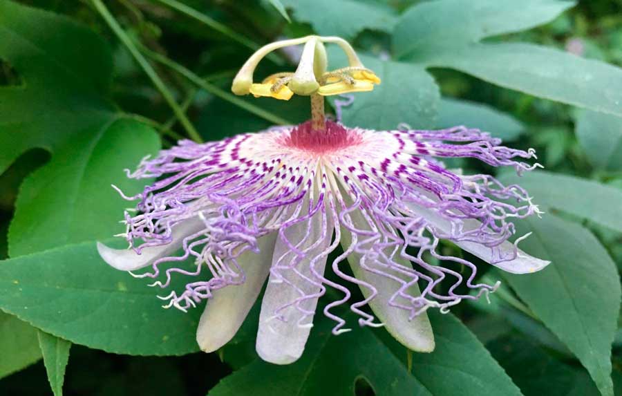 Close up view of a passionflower in Bartram’s Garden