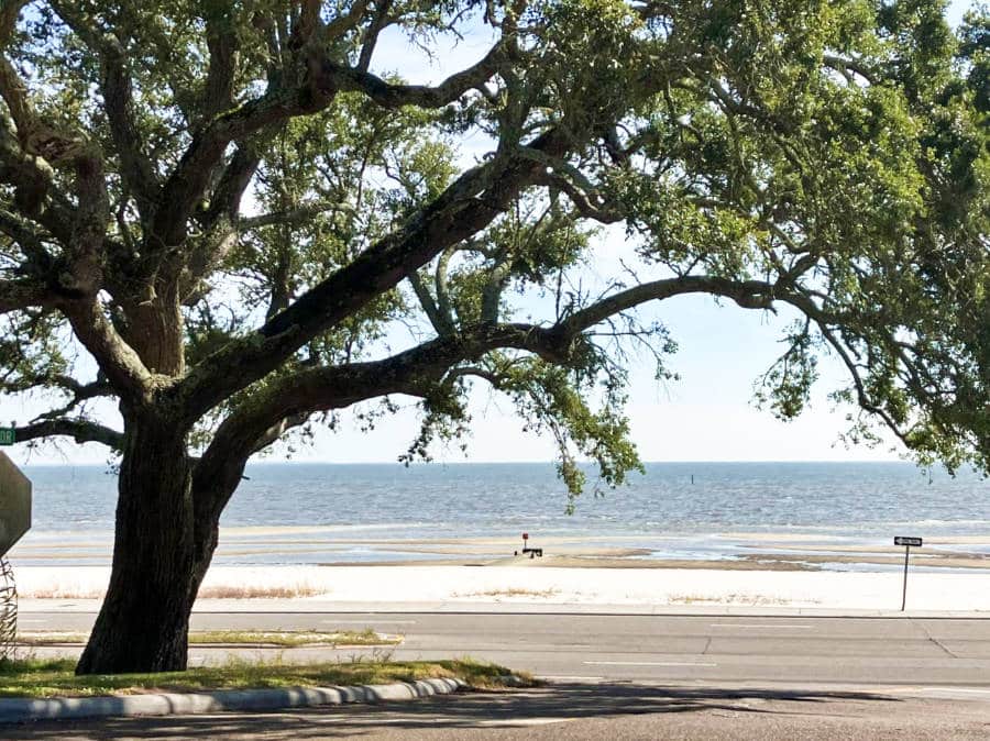 View of the huge tree at Beach Boulevard in coastal Mississippi