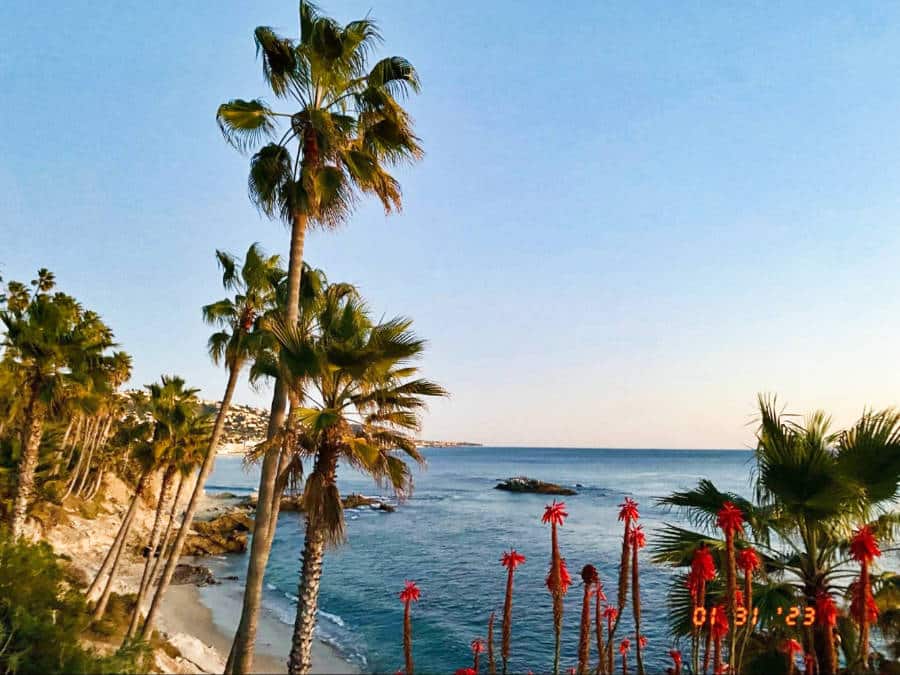 View of the tall palm trees and other plants near the beach