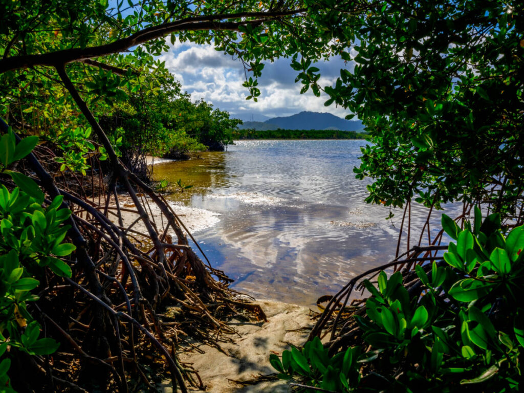 View of mangroves around the beach of Ceiba