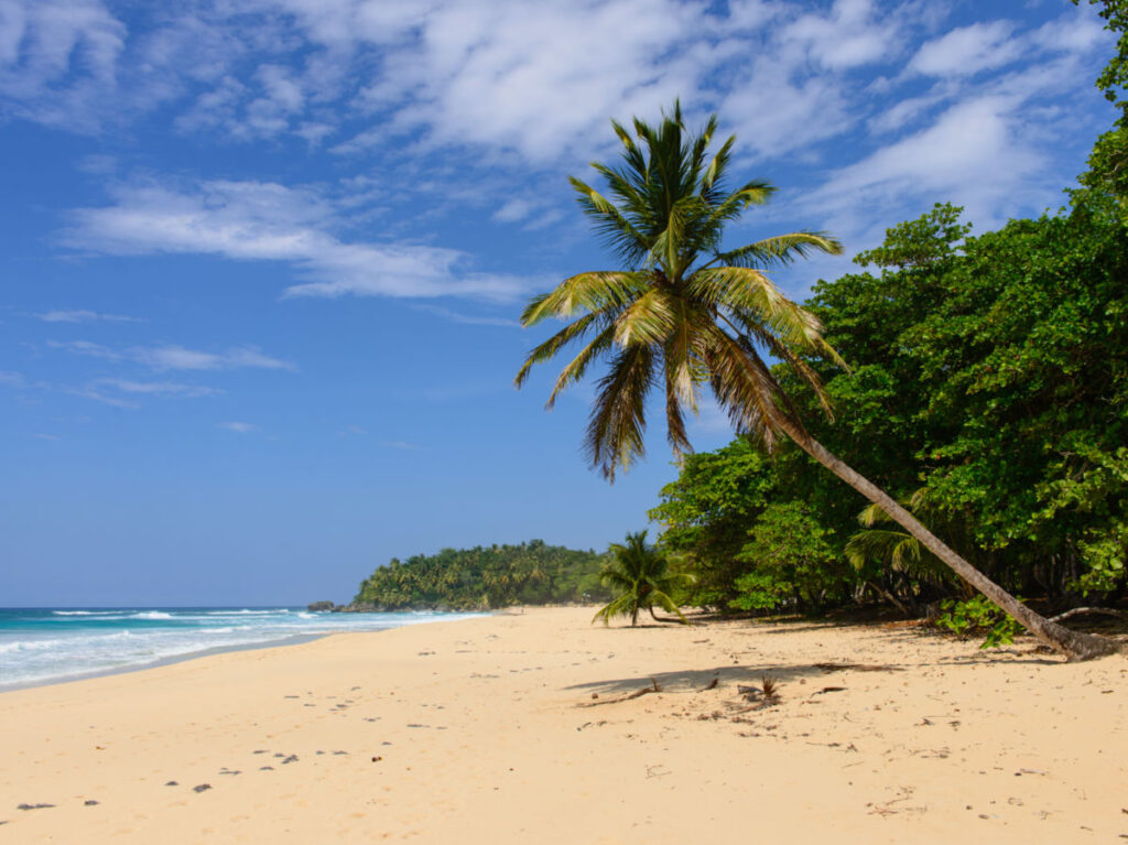 View of sandy beach with palm tree in Cabrera, Dominican Republic