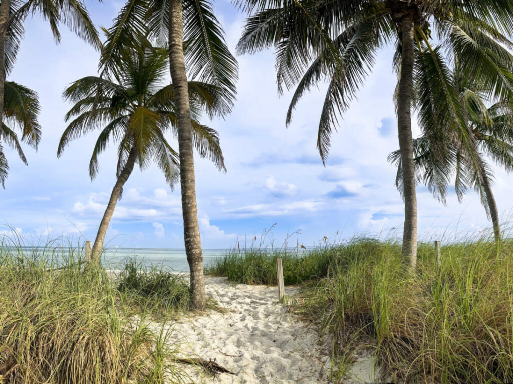 View of the sandy pathway surrounded by coconut trees and greenery leading to the beach
