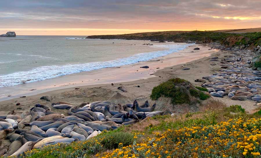 Elephant seals in a beach at San Simeon