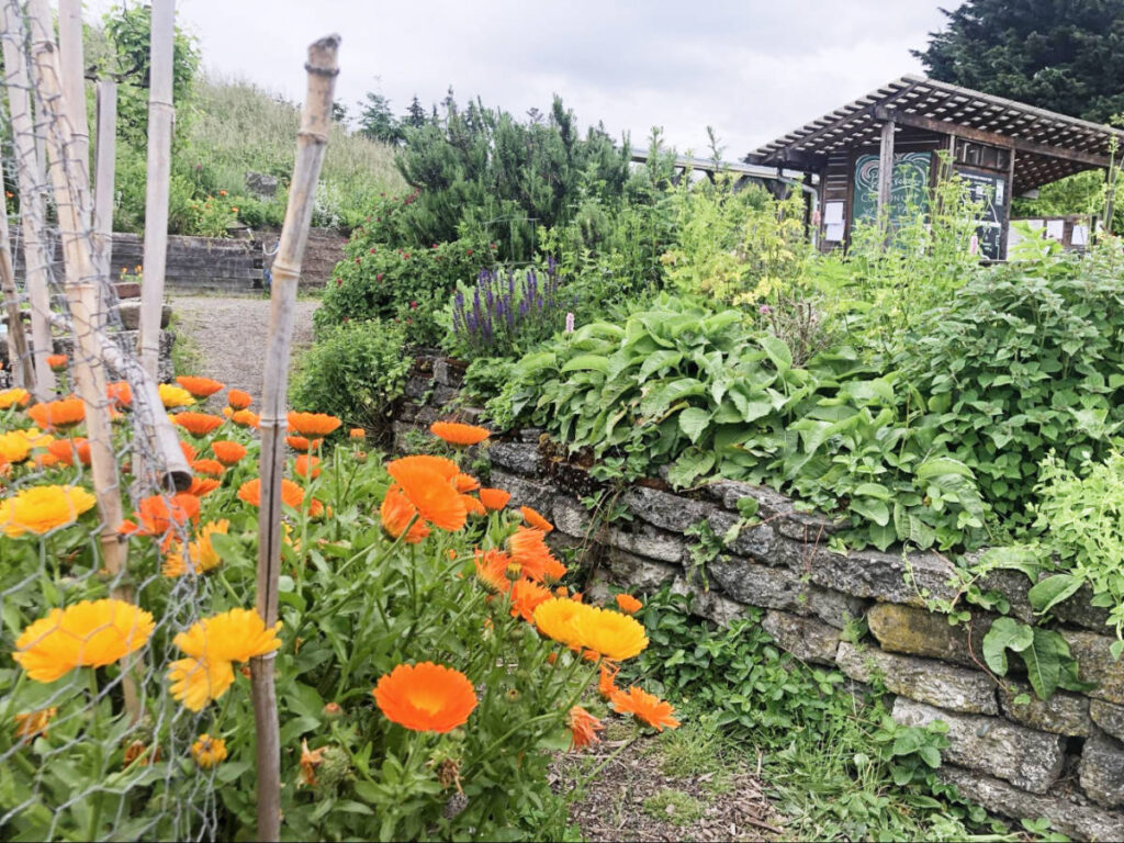 View of colorful flowers at the Beacon Food Forest