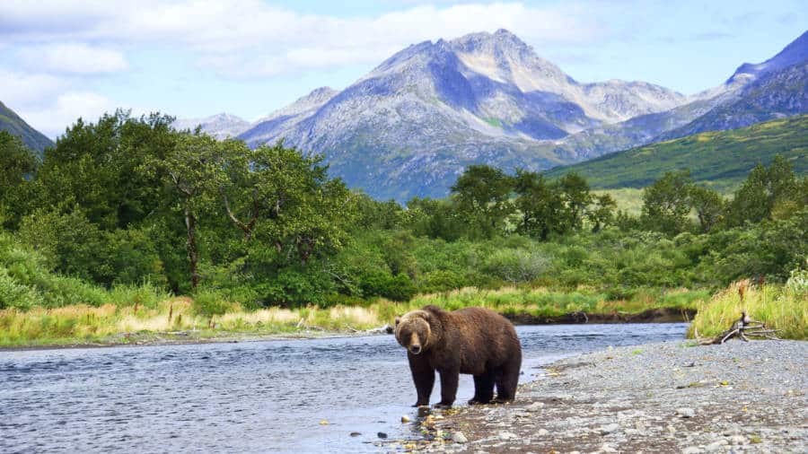View of a grizzly bear at Larsen Bay