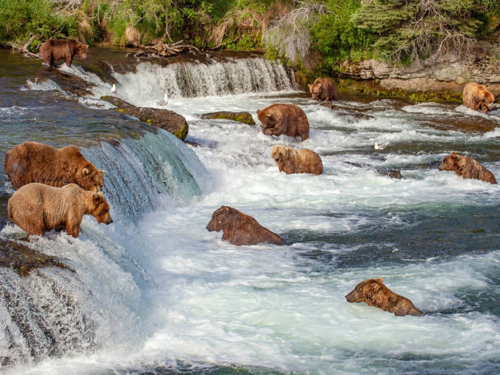 View of grizzly bears on a river at the Katmai National Park
