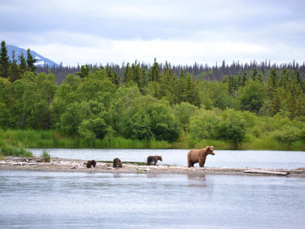 A family of bears crossing a river in Anchorage