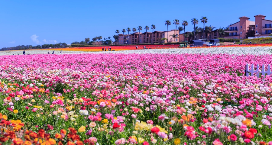 Scenic view of a rainbow flower fields in Carlsbad