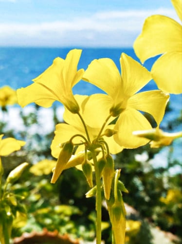 View of the beautiful yellow wildflowers in Top of the World