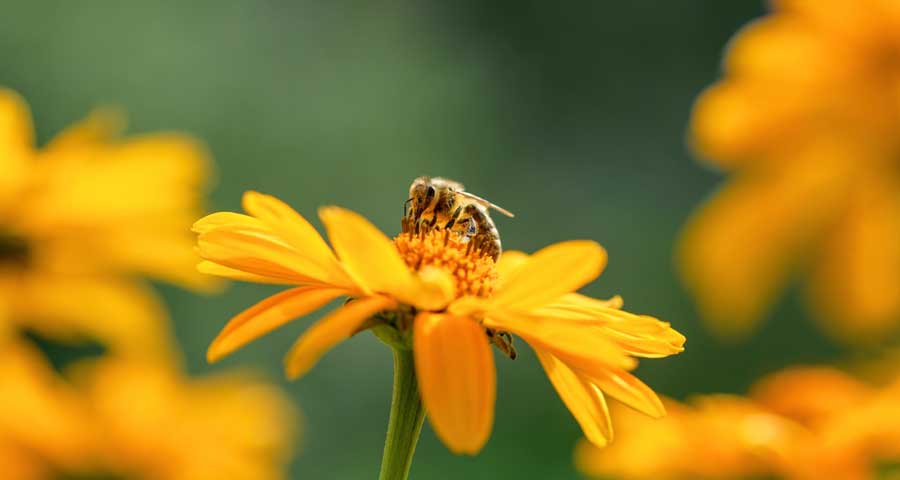 Close up view of a bee on a flower