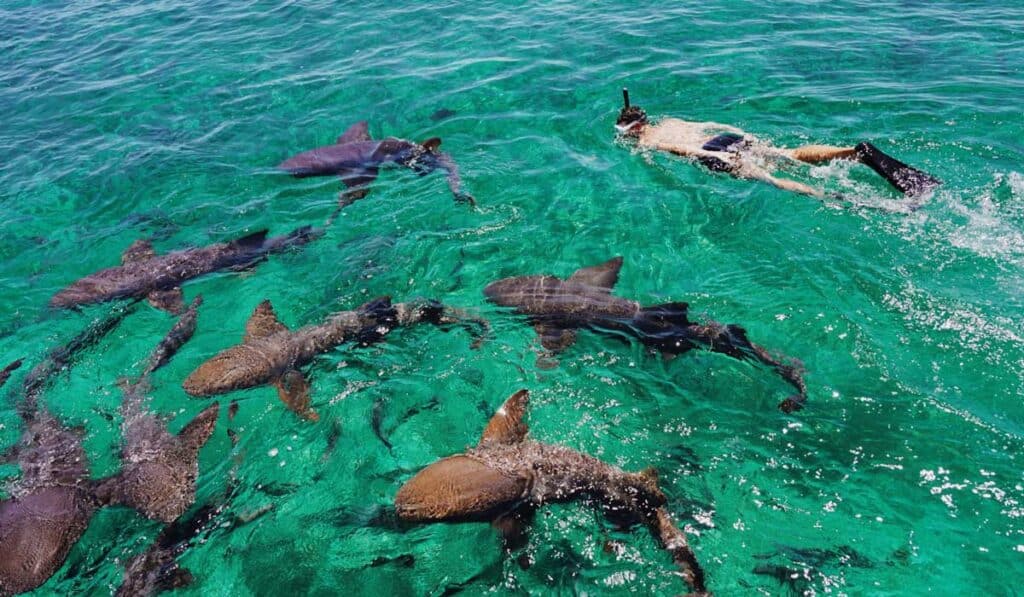 Travel Lemming writer Betty swimming with nurse sharks near the Belize Barrier Reef