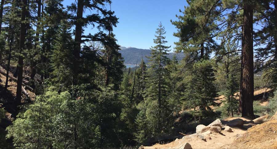 Pine trees found at the Bertha Peak Trail