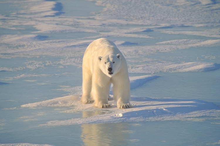 A polar bear walks among snow and ice in Churchill, Manitoba
