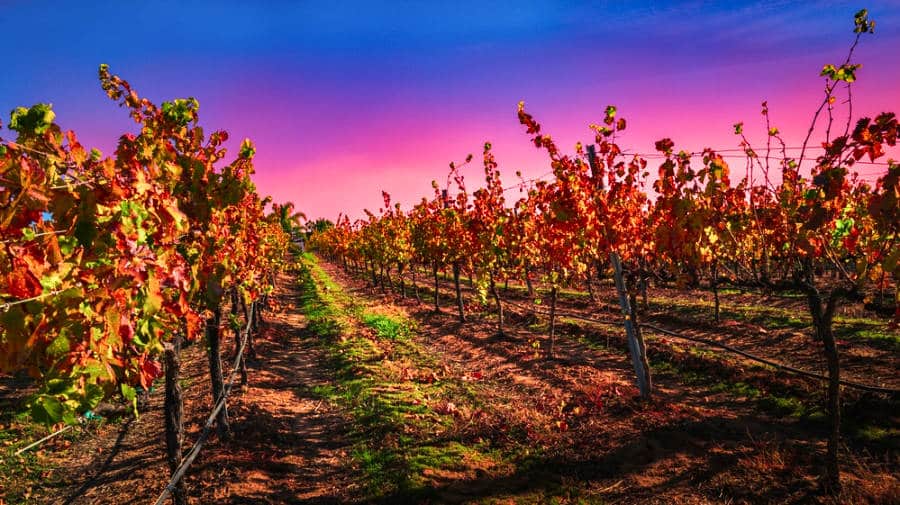 View of a saturated sunset over a vineyard in Temecula