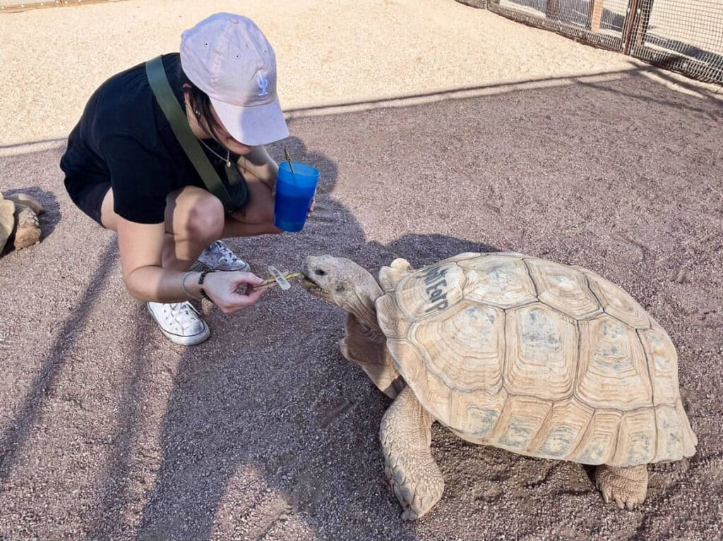 The author Betty Hurd, feeding the turtle at Rooster Cogburn Ostrich Ranch