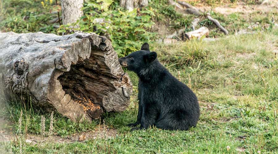 View of a black cub at the Big Bear Alpine Zoo