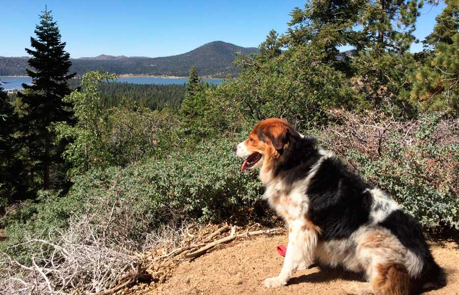 The author's dog enjoying the view of Big Bear Lake