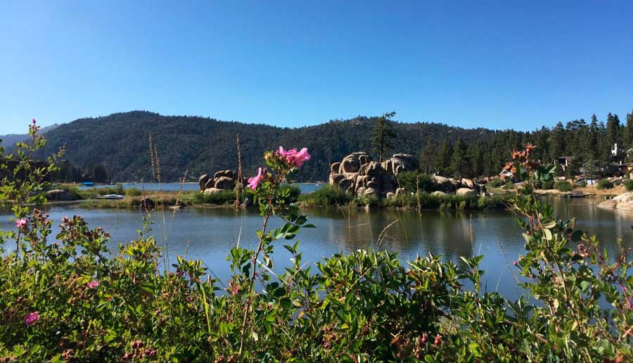 Close up view of flowers next to the Big Bear Lake