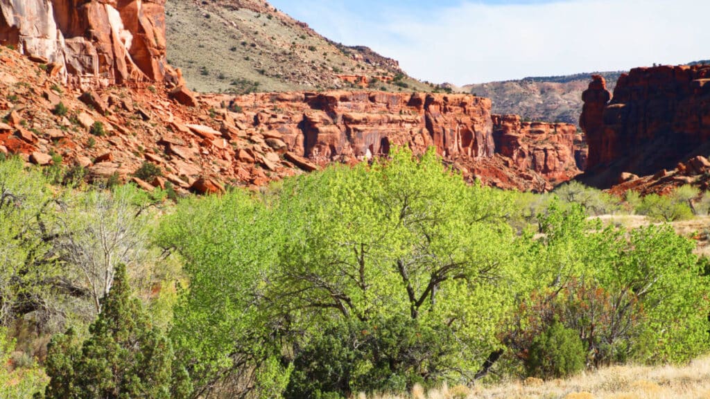 View of the greenery around Big Dominguez Canyon