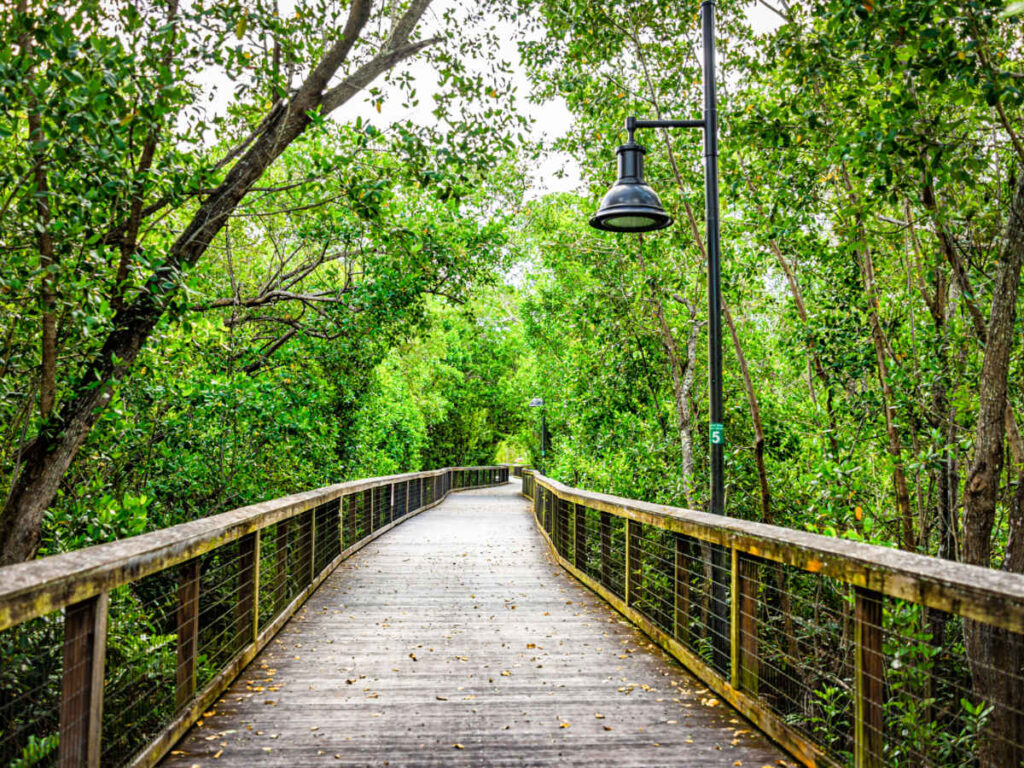 Scenic view of the boardwalk in the middle of lush greenery in Big Tree Park