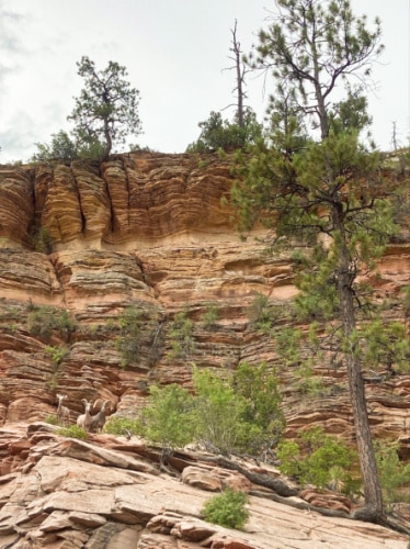 View of the bighorn sheep family at the Bryce Canyon National Park