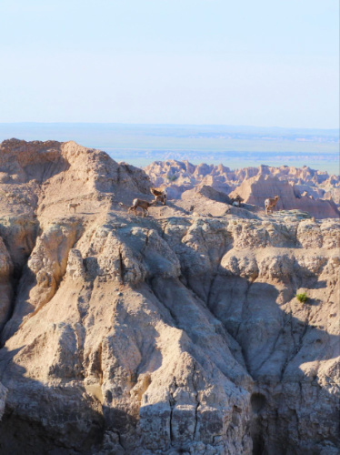 Clear sky over the bighorn sheep in Badlands