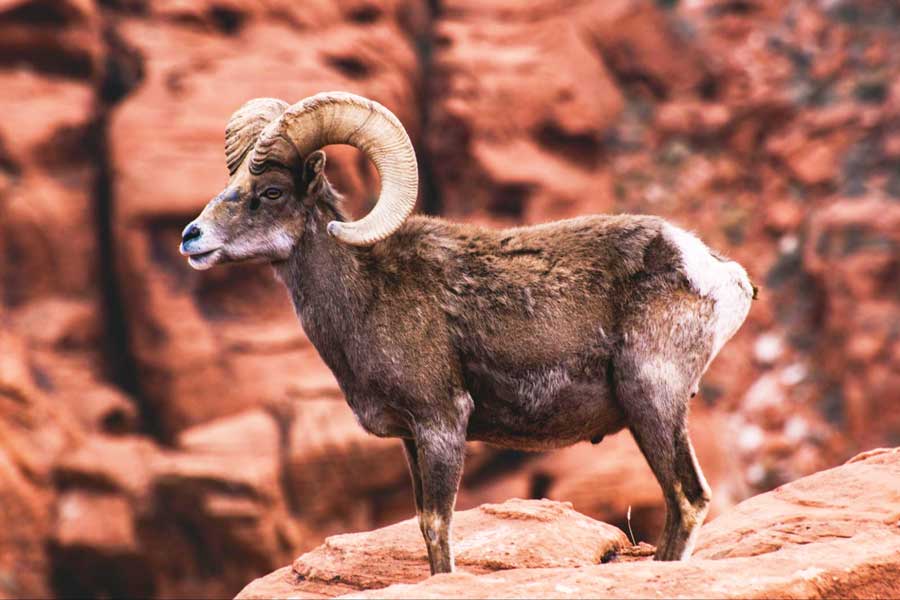 View of a bighorn sheep in California
