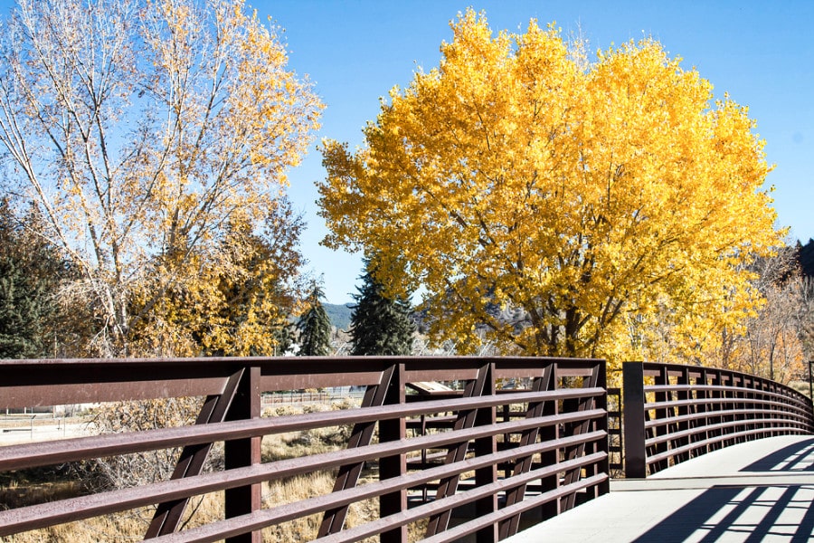 View of the yellow trees from the railing of a footbridge on the Animas River during autumn