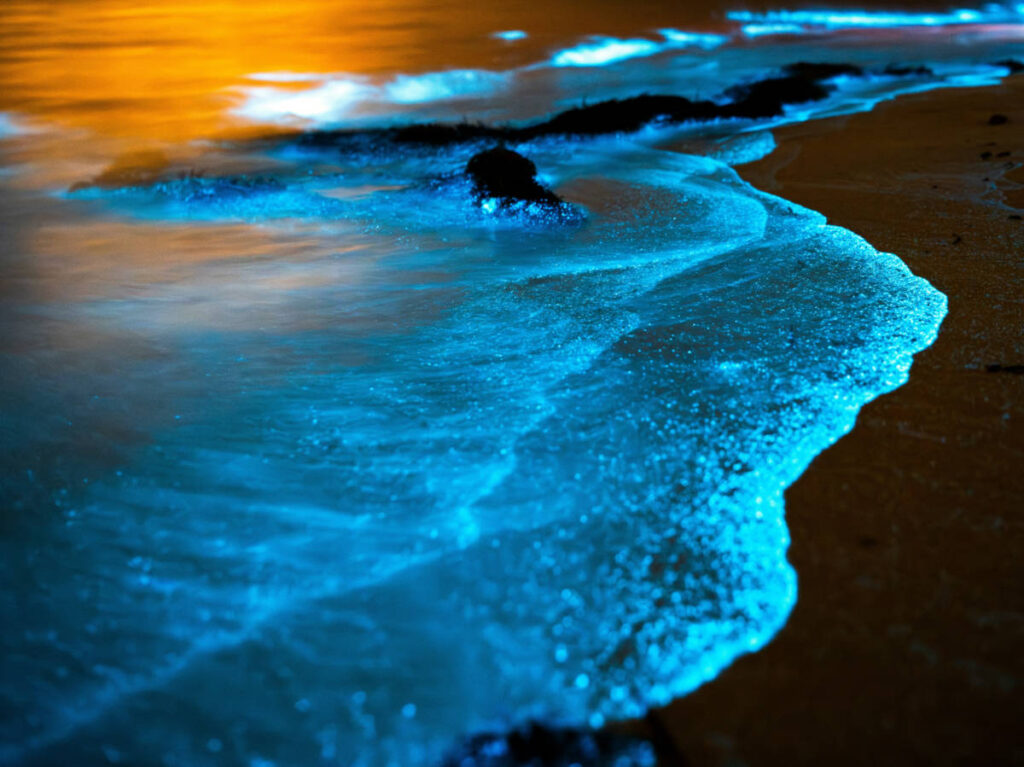 View of bioluminescent waters at night